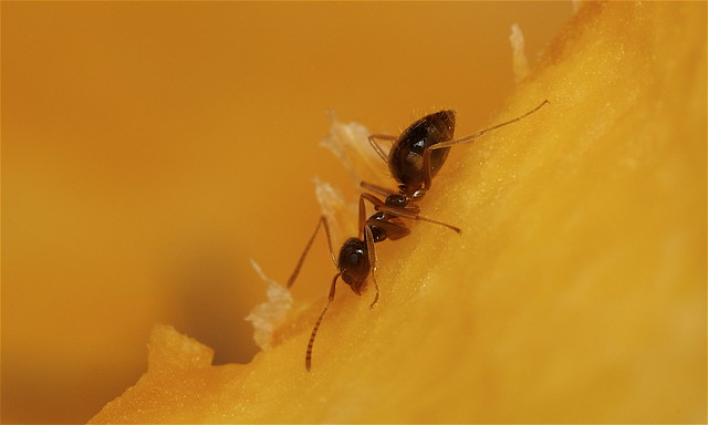 False Honey ant on pumpkin - Prenolepis impari
