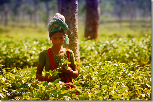 Woman Picking Tea
