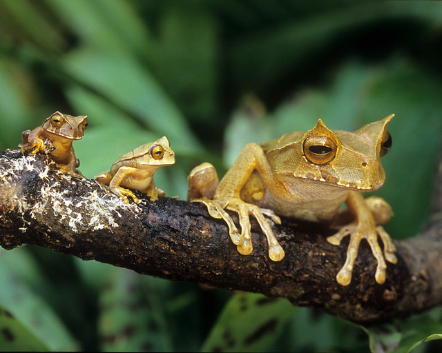 Gastrotheca cornuta (captive), Marsupial Horned Frog Family, Panama, Photographed at Atlanta Botanical Garden