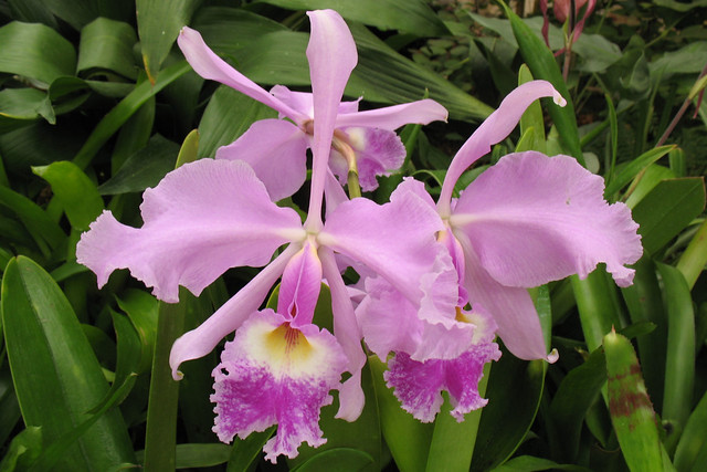 Orchids 1.