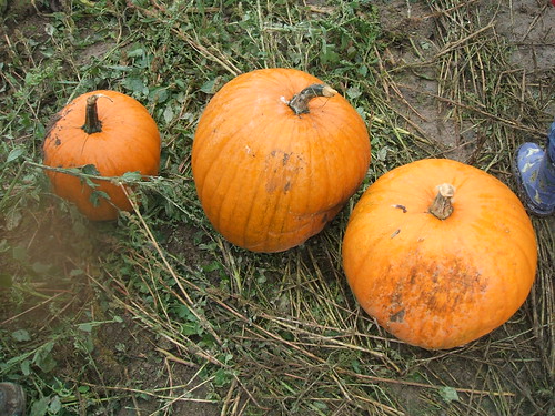 pumpkin patch 07 071 | by AKAMargaret