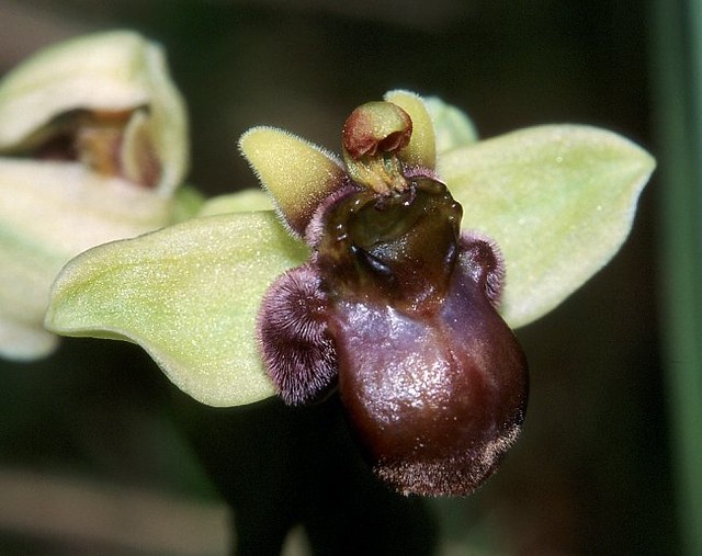 t0301083 | Drohnen-Ragwurz (Ophrys bombyliflora). Toscana, 15.04.2003