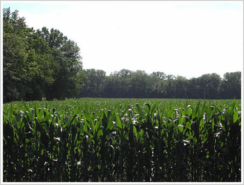 corn cornfield southernillinois