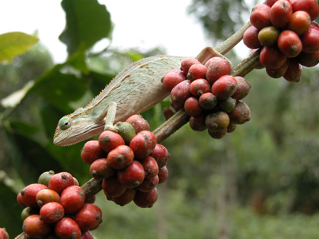 Chameleon on Coffee Plant
