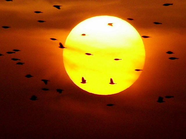 birds and sun..