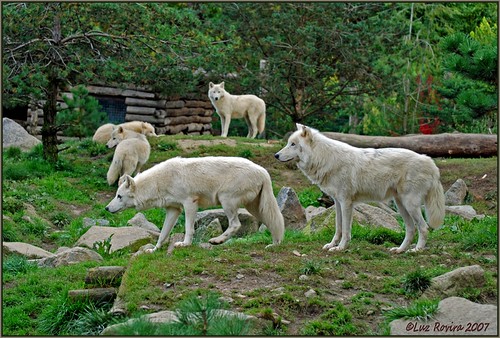 DSC_0652 Artic wolves by luz rovira