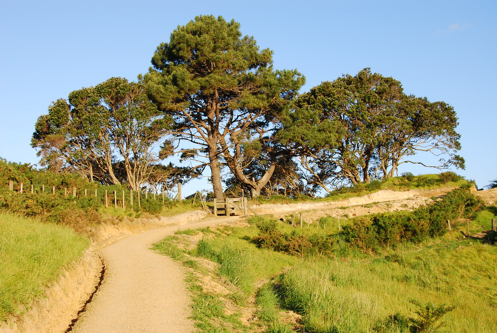 Three trees | Mark Pattison | Flickr