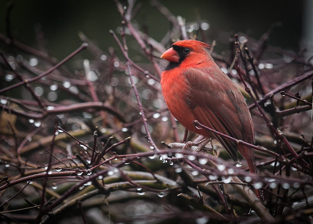 Cardinal - outside my kitchen window