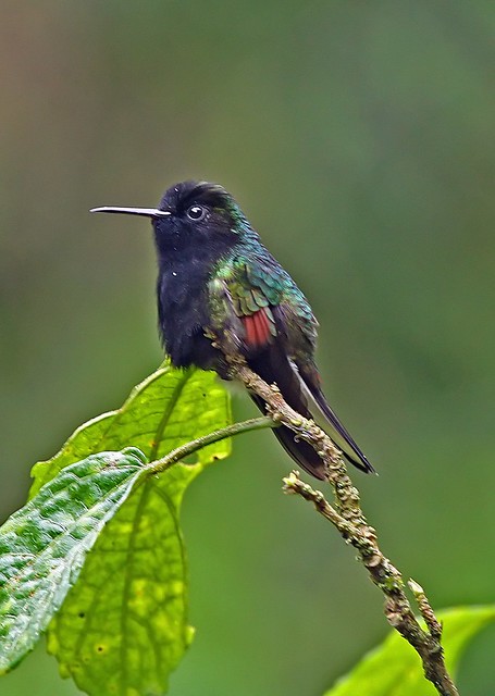 IMG_1847   blackbellied hummingbird