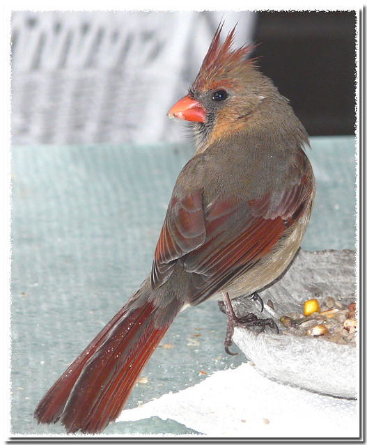 ~Northern Red Cardinal~