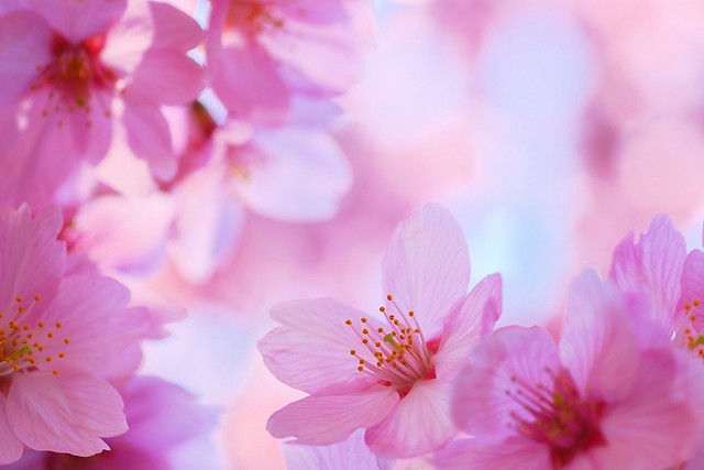 Sakura / 桜 / Cherry