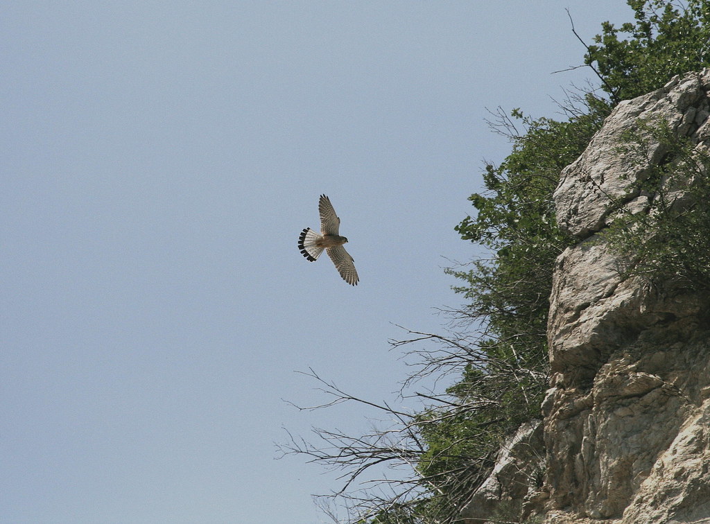 Vanturel looking for prey | Vanturel rosu Falco tinnunculus May 2007 … | Flickr