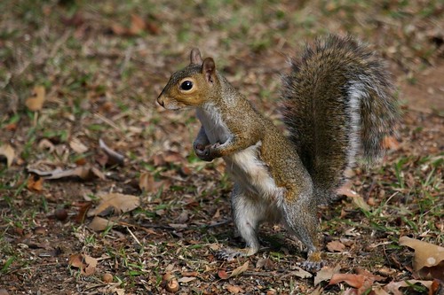 fab nature squirrel wildlife critters naturesfinest abigfave lmaoanimalphotoaward betterthangood