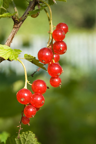 Red currant * Красная смородина * Grosella * Ribes * Groselha * Groseille rouge  * Rote Johannisbeeren by v.plessky