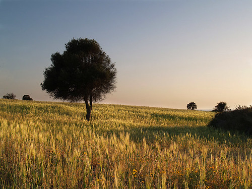 tree landscape gold evening nationalpark cyprus akamas blueribbonwinner