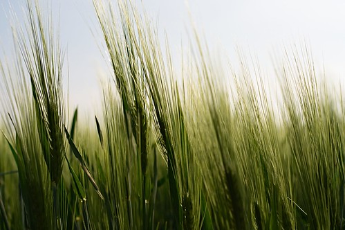 barley | skoeber | Flickr
