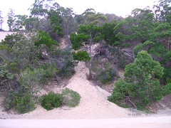 Vegetation and Sand - Moreton Bay