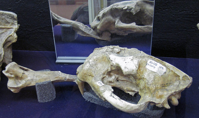 Nimravus major (fossil false sabertooth mammal with canine tooth piercing another bone) (Oligocene; Black Hank Canyon, Wildcat Hills, Nebraska, USA) 1