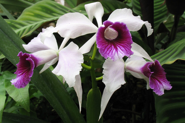 Orchids 3.