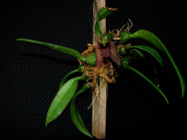 Trias disciflora