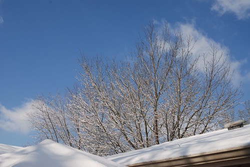 snow tree mississippi march larry limb tupelo d80