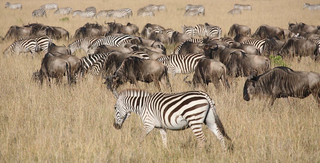 Zebra and Wildebeast Grazing Masai Mara Kenya East Africa