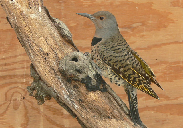 Yellow Shafted Flicker Hybrid