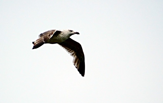 Seagull near Aberdeen, Scotland