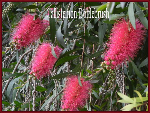 Callistemon Bottlebrush up close by Heirs with Him