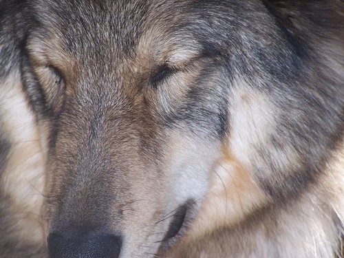 Sleeping Wolf | by skunklovinggal