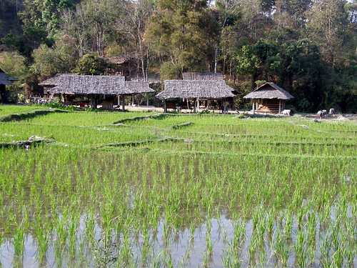 Rice paddies in hill tribe village