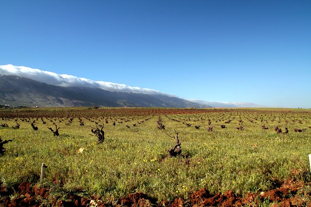 vineyard in the bekaa valley