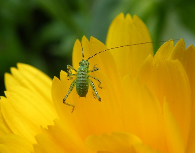 bug on marigold up close and scary