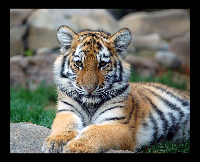 Big Tiger Cub!