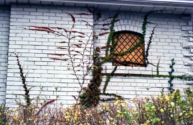 autumn vines paint a wall, nov.07
