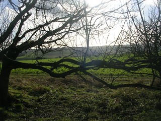 Scene through trees Amberley to Arundel
