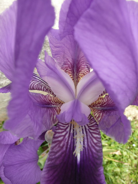 Iris, Schwertlilie, macro