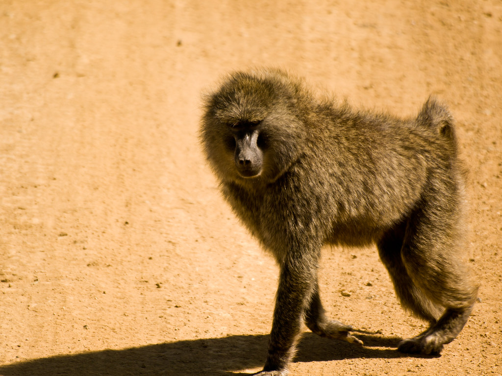 10 Most Powerful Monkeys on Earth

Olive Baboon | Olive baboon crossing the dusty dirt road in … | Flickr