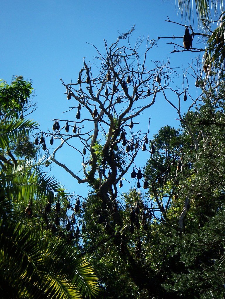 Bats