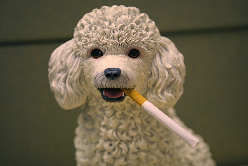 Smoking Poodle