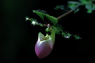 Fairy's Slipper