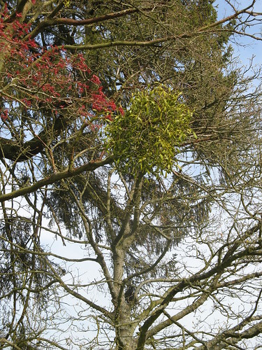 mistletoe ball ... | by mag2003...
