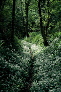 "Green Path", Much Wenlock, Shropshire, UK