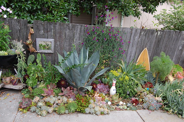 Agave americana and friends