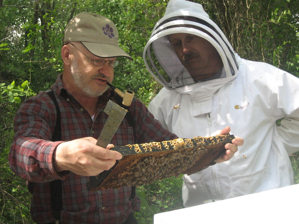 What should you know about Examining the hive Process