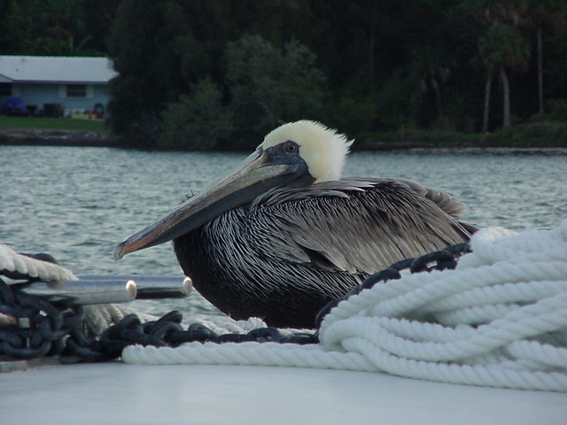 10-22-01 Pelican