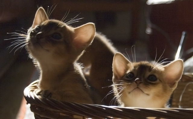 Three Kittens in a Basket 3