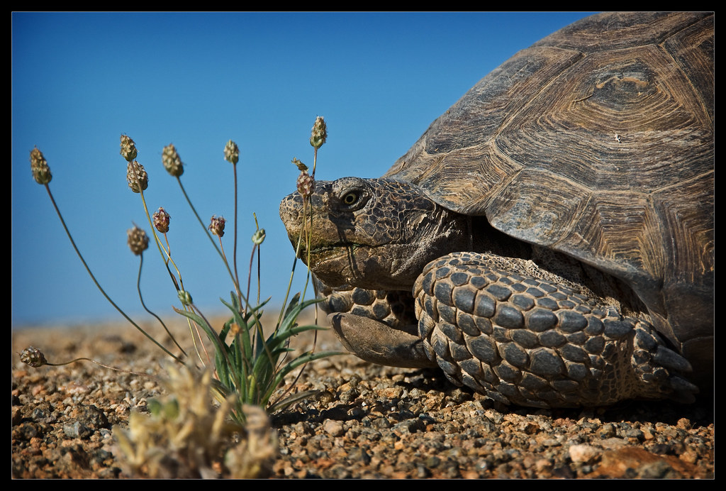 Desert Tortoise by sandy.redding