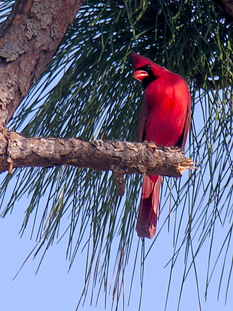 Male Northern Cardinal Cardinalis Cardinalis