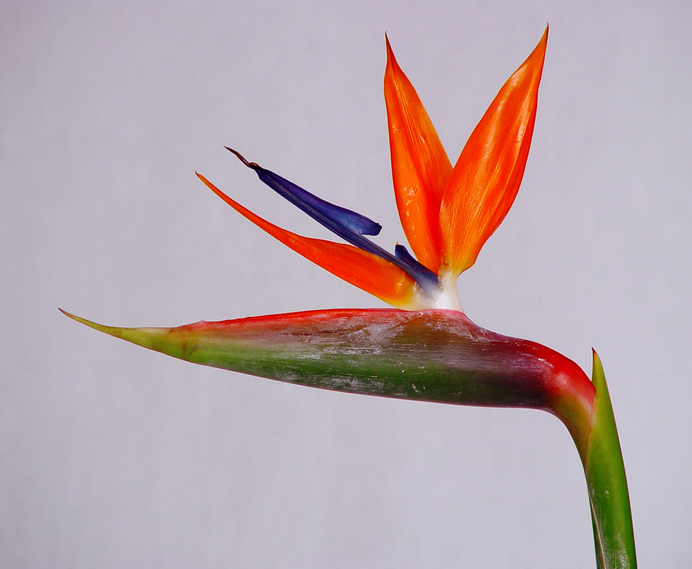 Flor de Strelitzia reginae | Para entender la importancia de… | Flickr